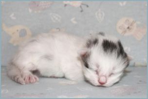 Male Siberian Kitten from Deedlebug Siberians